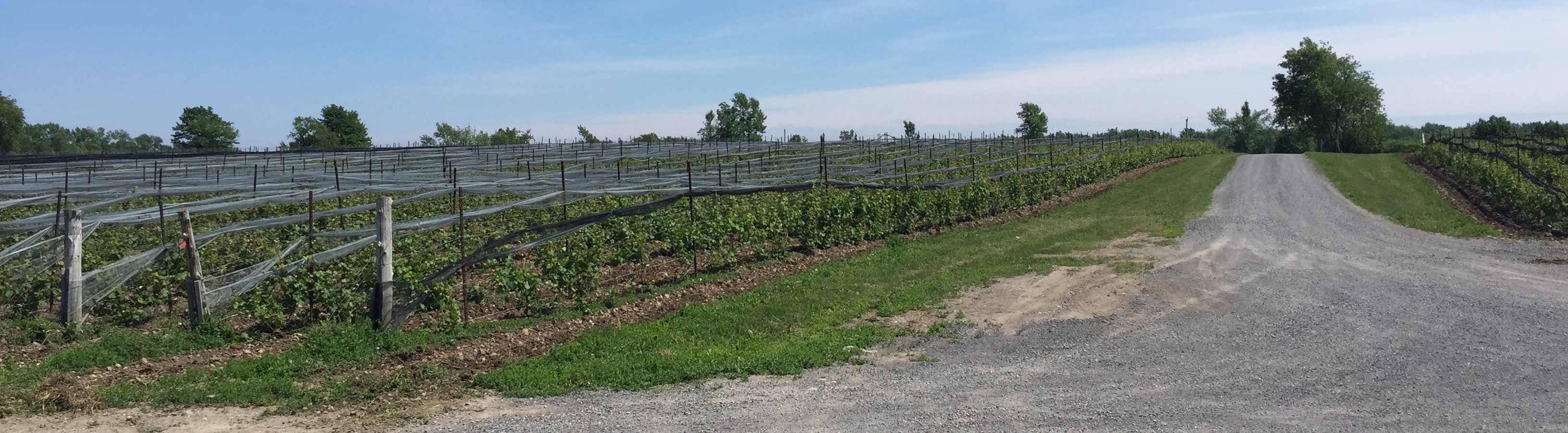 Route des vins du comté de Prince Edward en Ontario