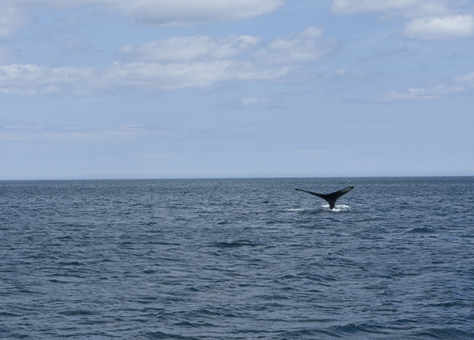 baleines, Cape Spear, Terre-Neuve