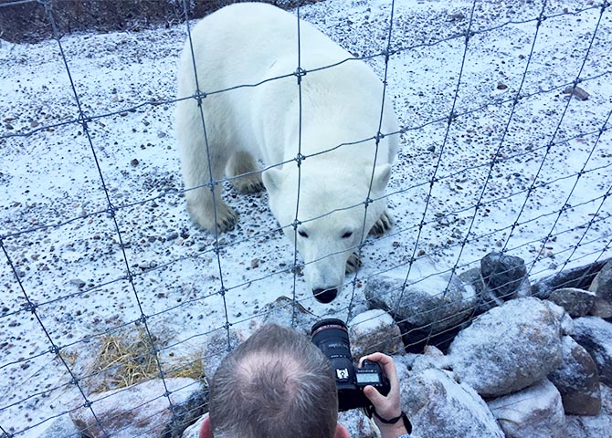 Excursion to see polar bears in a safe way in Manitoba